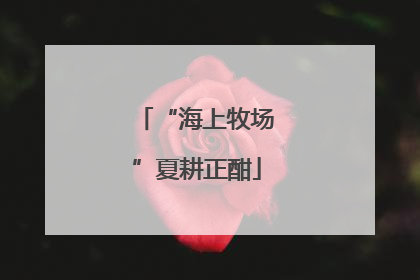 “海上牧场”夏耕正酣