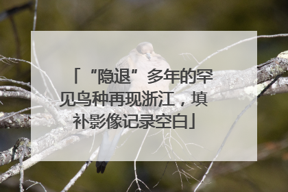 “隐退”多年的罕见鸟种再现浙江，填补影像记录空白