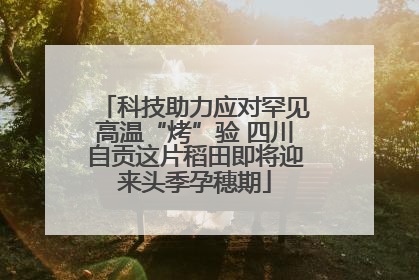 科技助力应对罕见高温“烤”验 四川自贡这片稻田即将迎来头季孕穗期