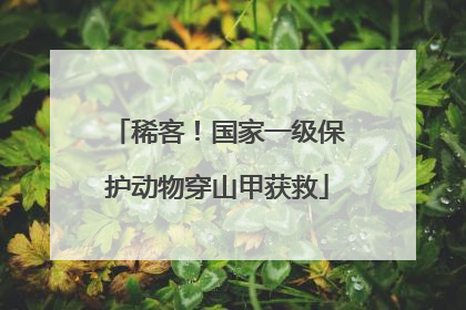 稀客！国家一级保护动物穿山甲获救