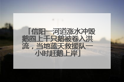 信阳一河道涨水冲毁鹅圈上千只鹅被卷入洪流，当地蓝天救援队一小时赶鹅上岸