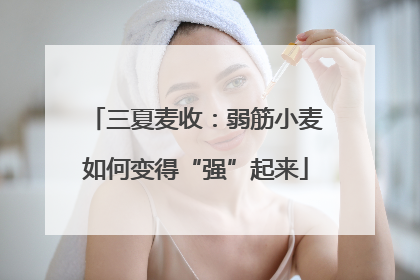三夏麦收：弱筋小麦如何变得“强”起来