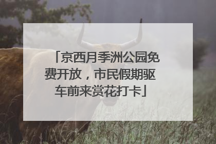 京西月季洲公园免费开放，市民假期驱车前来赏花打卡