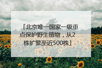 北京唯一国家一级重点保护野生植物，从2株扩繁至近500株