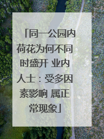 同一公园内荷花为何不同时盛开 业内人士：受多因素影响 属正常现象