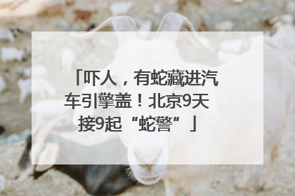 吓人，有蛇藏进汽车引擎盖！北京9天接9起“蛇警”