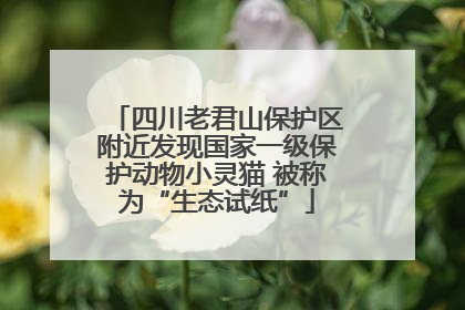 四川老君山保护区附近发现国家一级保护动物小灵猫 被称为“生态试纸”