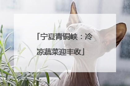 宁夏青铜峡：冷凉蔬菜迎丰收