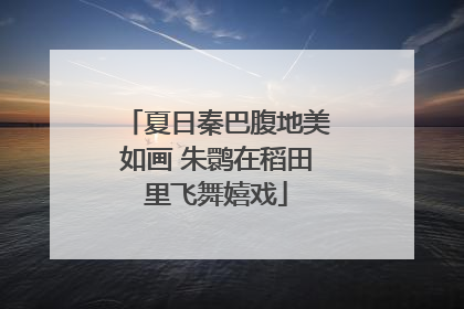 夏日秦巴腹地美如画 朱鹮在稻田里飞舞嬉戏