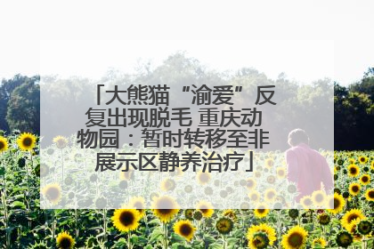 大熊猫“渝爱”反复出现脱毛 重庆动物园：暂时转移至非展示区静养治疗