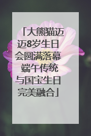 大熊猫迈迈8岁生日会圆满落幕 端午传统与国宝生日完美融合