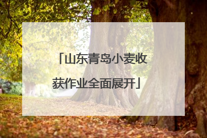 山东青岛小麦收获作业全面展开