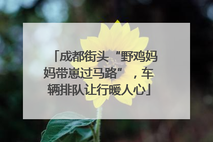 成都街头“野鸡妈妈带崽过马路”，车辆排队让行暖人心