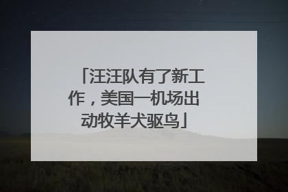 汪汪队有了新工作，美国一机场出动牧羊犬驱鸟