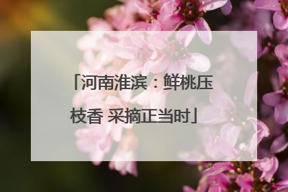 河南淮滨：鲜桃压枝香 采摘正当时