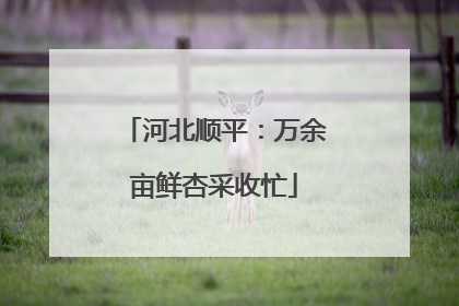 河北顺平：万余亩鲜杏采收忙