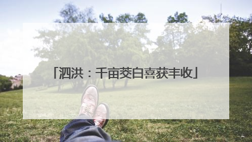 泗洪：千亩茭白喜获丰收