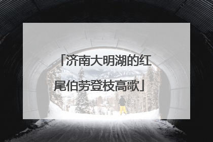 济南大明湖的红尾伯劳登枝高歌