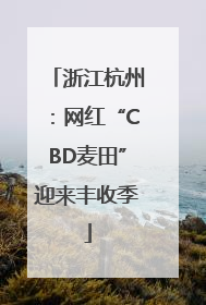 浙江杭州：网红“CBD麦田”迎来丰收季