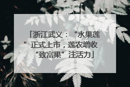 浙江武义：“水果莲”正式上市，莲农增收“致富果”注活力