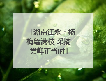 湖南江永：杨梅缀满枝 采摘尝鲜正当时