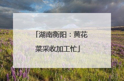湖南衡阳：黄花菜采收加工忙