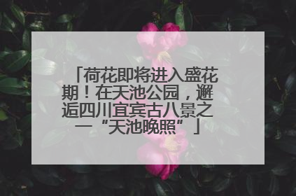 荷花即将进入盛花期！在天池公园，邂逅四川宜宾古八景之一“天池晚照”
