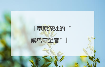 草原深处的“候鸟守望者”