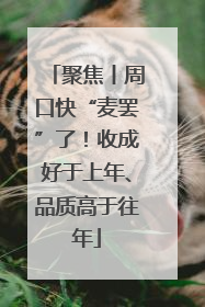 聚焦丨周口快“麦罢”了！收成好于上年、品质高于往年