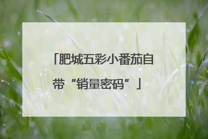 肥城五彩小番茄自带“销量密码”