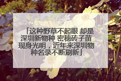 这种野草不起眼 却是深圳新物种 密穗砖子苗现身光明，近年来深圳物种名录不断刷新