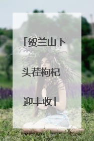 贺兰山下 头茬枸杞迎丰收