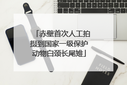 赤壁首次人工拍摄到国家一级保护动物白颈长尾雉