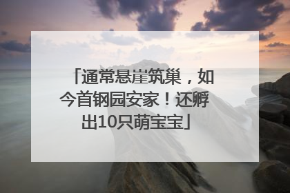 通常悬崖筑巢，如今首钢园安家！还孵出10只萌宝宝