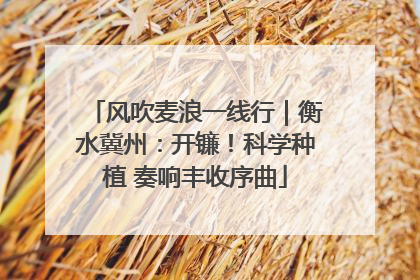风吹麦浪一线行｜衡水冀州：开镰！科学种植 奏响丰收序曲
