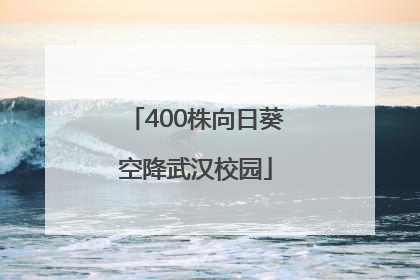 400株向日葵空降武汉校园